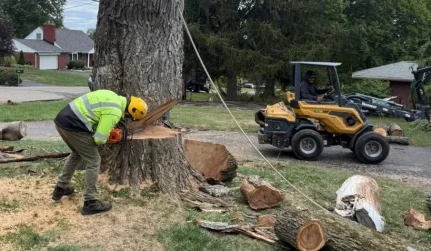tree trim removal services liberty township oh