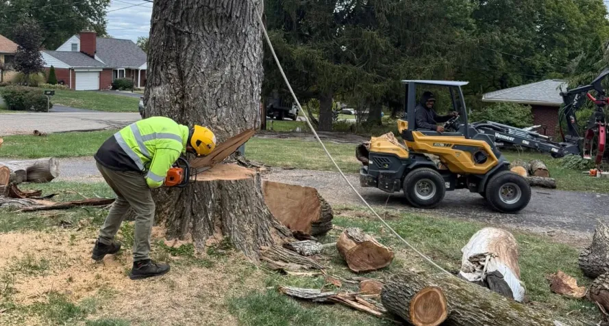 tree trim removal services liberty township oh tree trim removal services liberty township oh