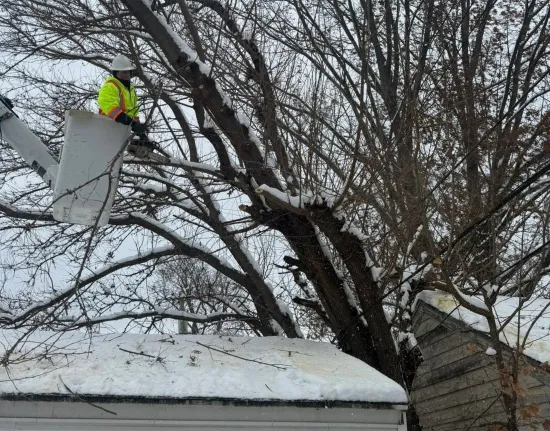 tree trim services liberty township oh